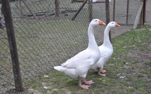 Эмденская порода гусей (Embden goose)