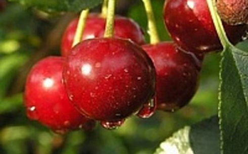 Вишня сорт Память Еникеева