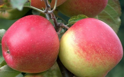Яблоня сорт Эрли Квин
