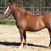 Эстонская (Клеппер) (Estonian horse breed)
