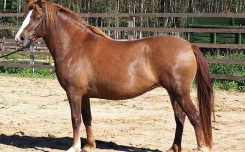 Эстон (Клеппер) (Estonian horse breed)