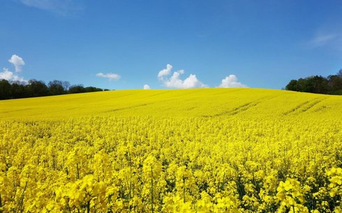 Рапс сорт КВС ЭТНОС КЛ