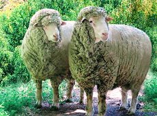 Сокращением поголовья тонкорунных овец обеспокоены в Казахстане