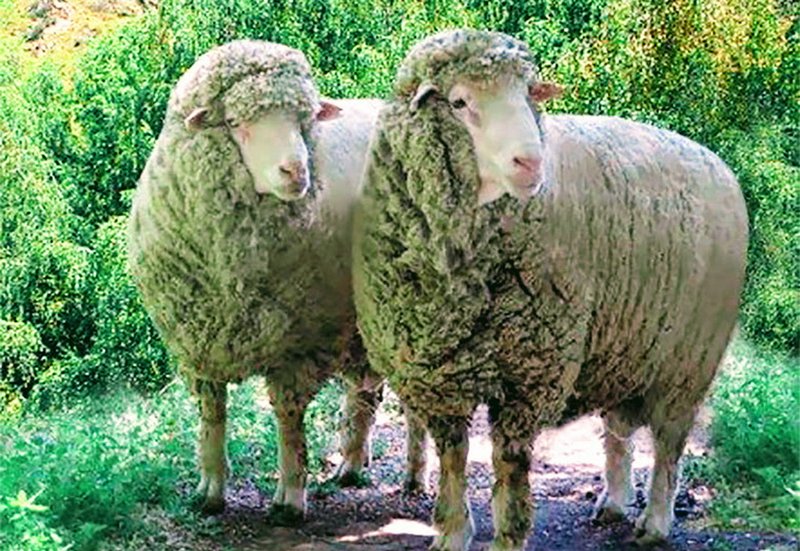 Сокращением поголовья тонкорунных овец обеспокоены в Казахстане