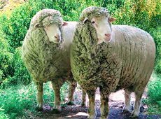 Субсидии за сдачу шерсти на переработку введены в Казахстане