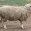 Еттi меринос қойы (Etti merino)