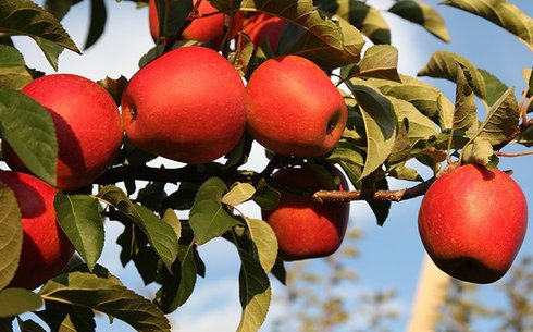 Яблоня сорт Эвелина