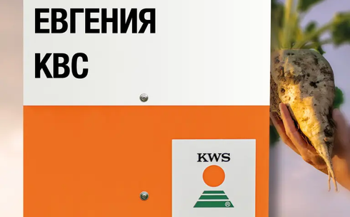 ЕВГЕНИЯ KBC қант қызылшасы сұрпы