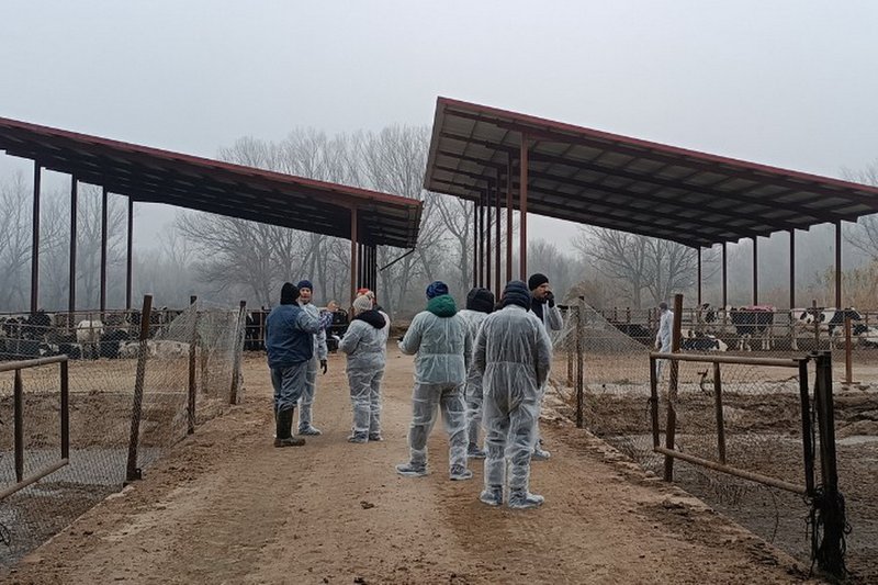 ФАО запустила виртуальный курс для животноводов по биобезопасности