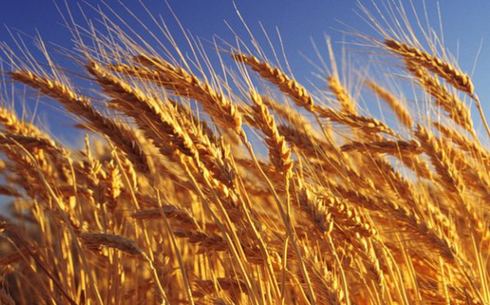 Пшеница сорта Фараби