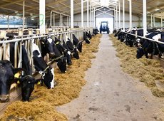 Семь новых проектов в животноводстве начаты в Карагандинской области