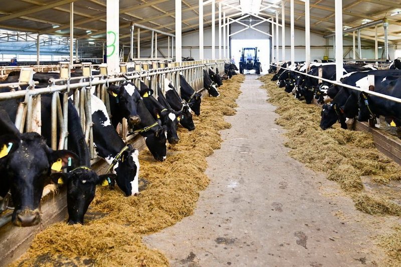 Семь новых проектов в животноводстве начаты в Карагандинской области