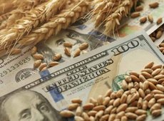 В Казахстане цены на пшеницу снижаются