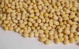 Соя сорт Аванта