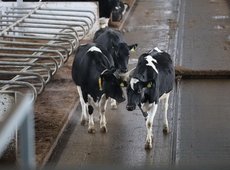 Цифровую молочную ферму запустили в Акмолинской области