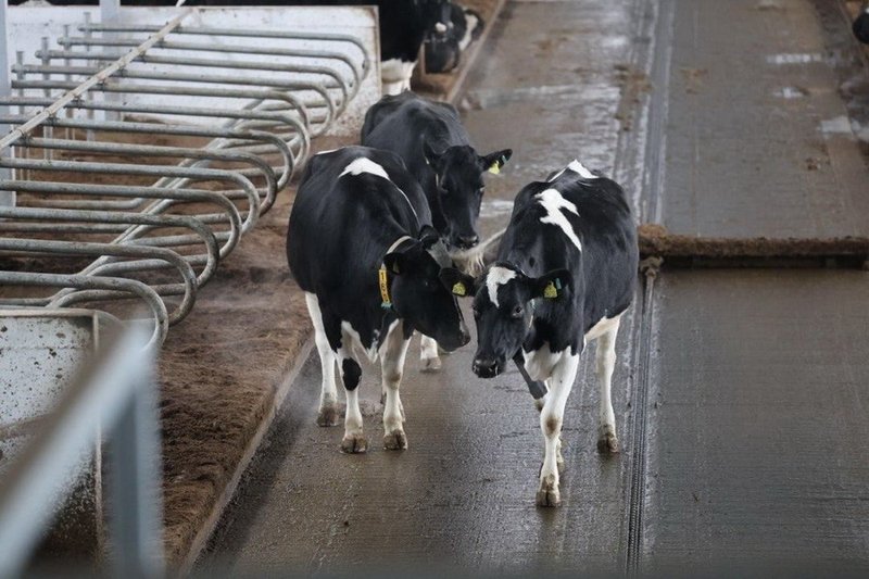 Цифровую молочную ферму запустили в Акмолинской области