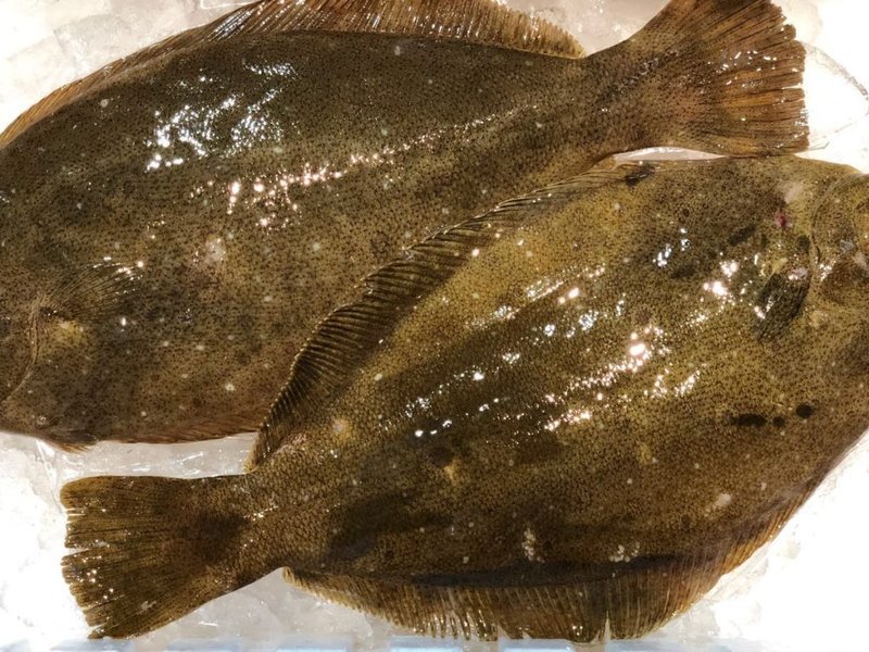 flounder2.width-800