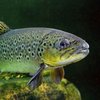 Бұлақ бақтақ (Salmo trutta morpha fario)