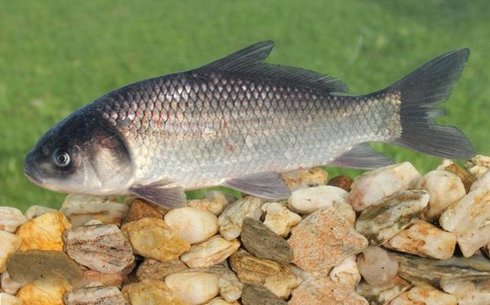 Кішкентай ауызды Буффало (Buffalo smallmouth)