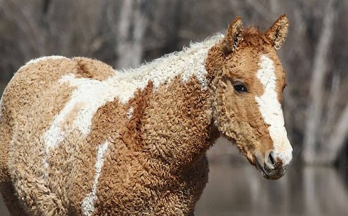 Кучерявая Забайкальская (Curly Transbaikal)