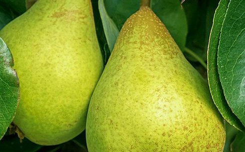 Груша сорт Г-6