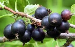 Смородина черная сорт Гармония