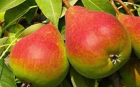 Груша сорт Гера