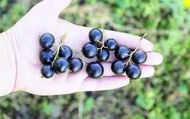 Смородина черная сорт Геркулес