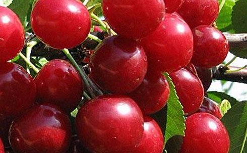 Вишня сорт Глубокская