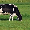 Голштинская порода (Holstein breed)