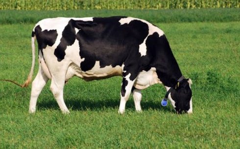 Голштин тұқымы (Holstein breed)
