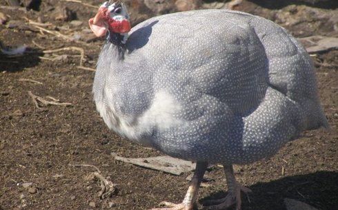 Голубая порода цесарок (Blue guinea fowl)