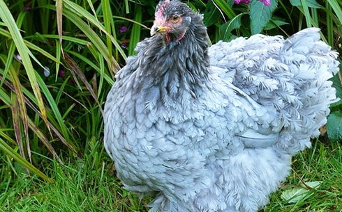 Кохинхин голубой (Cochinchin blue chicken)