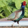 Зеленый фазан (Green pheasant)