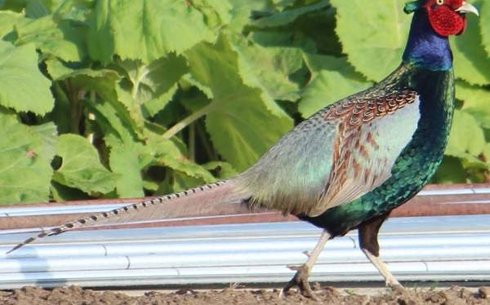 Зеленый фазан (Green pheasant)