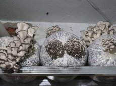 В Абайской области развивают грибной бизнес