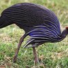 Күшіген (грифовая) (Vulturine guinea fowl)