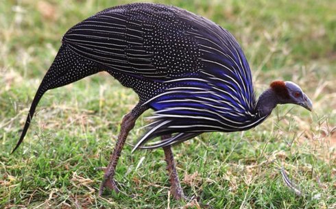 Грифовая (Vulturine guinea fowl)