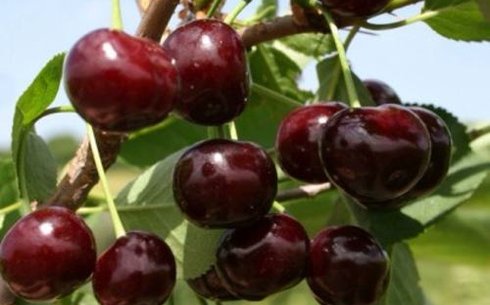 Вишня сорт Гриот белорусский