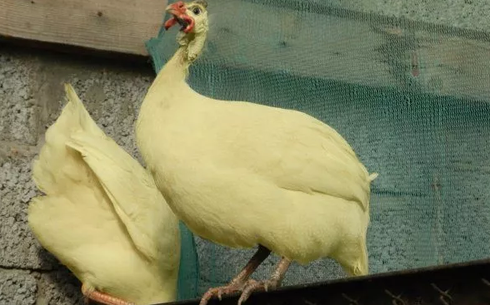 Сары мысыр құсы тұқымы (Yellow guinea fowl)