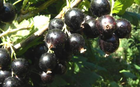 Смородина черная сорт Гулзат