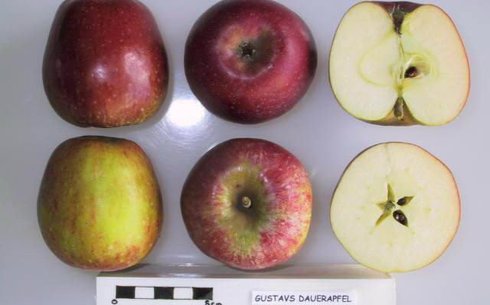 Яблоня сорт Густава