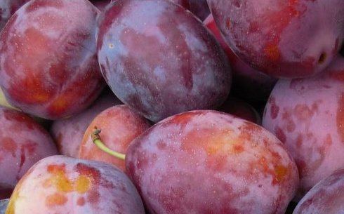 Слива сорт Ханум