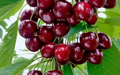 Черешня сорт Хелена