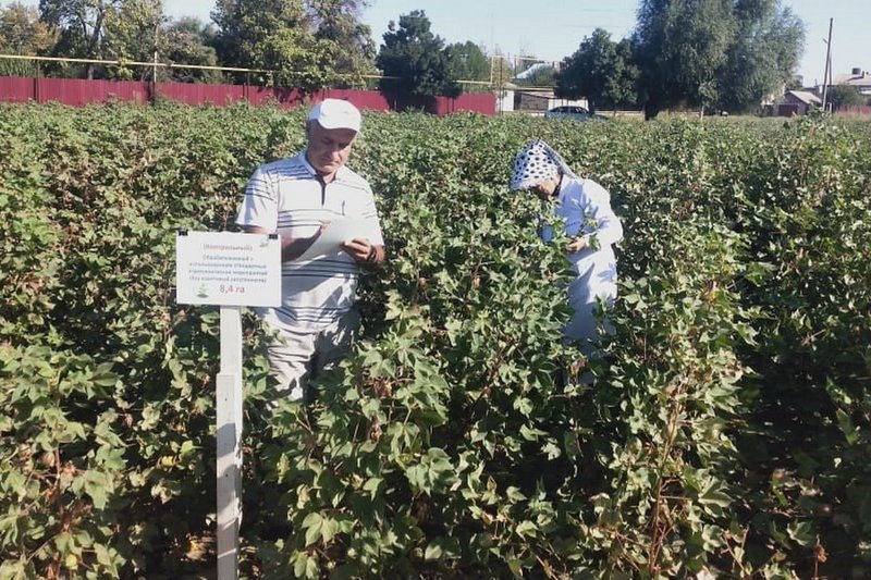 Қазақстанда мақтаның жаңа ерте өсіп жетілетін сұрпы өсірілді