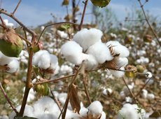 Казахстан собрал рекордный урожай хлопка