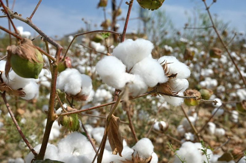 Казахстан собрал рекордный урожай хлопка