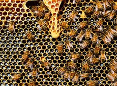 Актюбинские пчеловоды предложили субсидировать производство меда