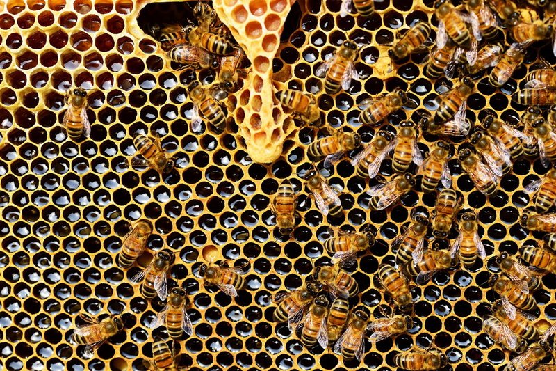 Актюбинские пчеловоды предложили субсидировать производство меда