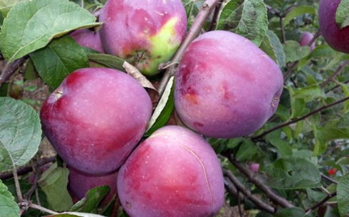 Яблоня сорт Имант